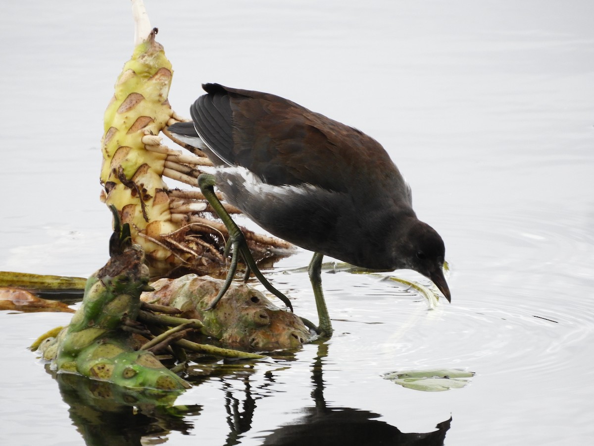 Gallineta Americana - ML644518293