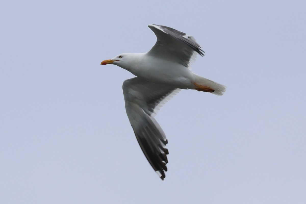 Gaviota Sombría (del Taimyr) - ML644518294