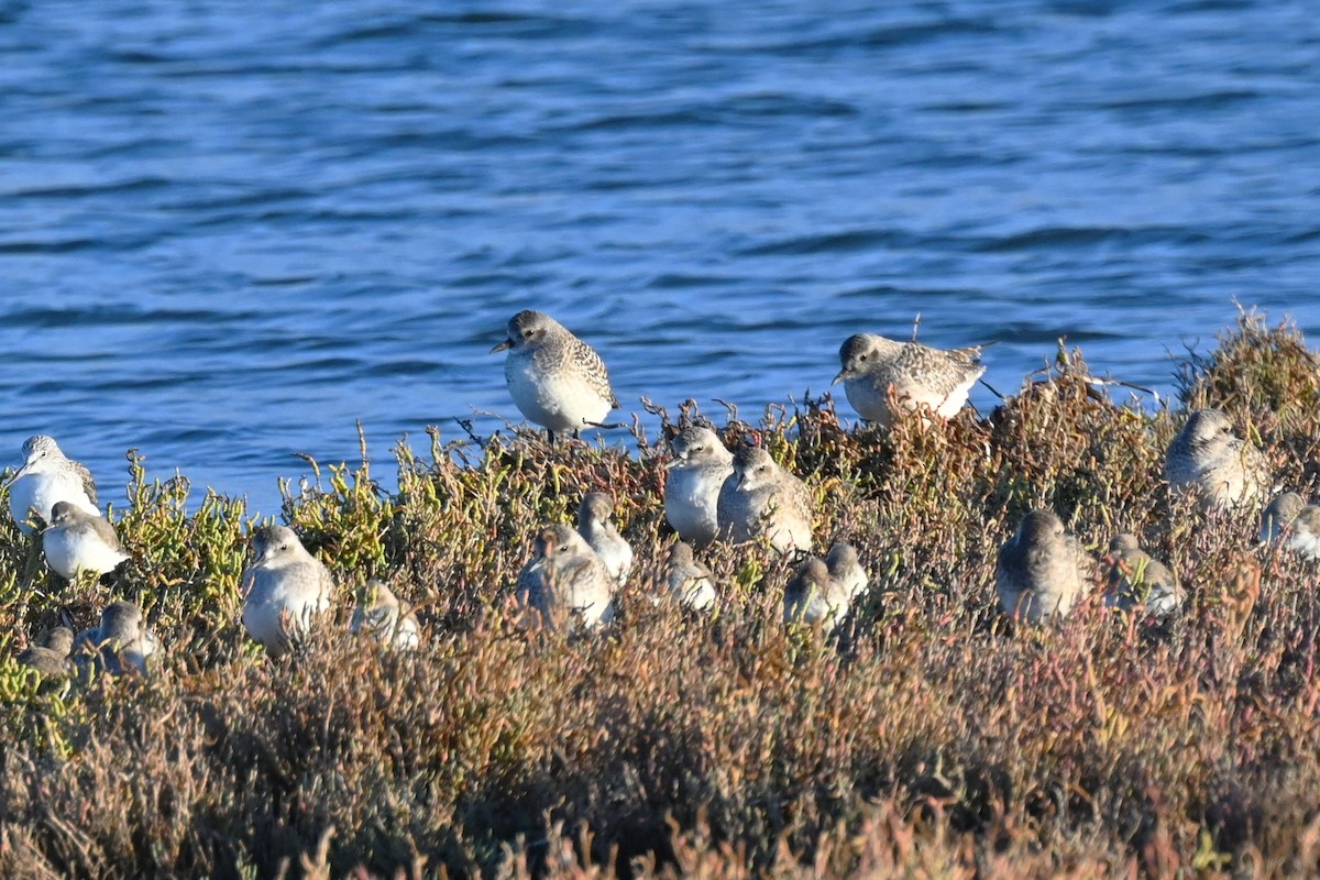 Chorlito Gris - ML644518295