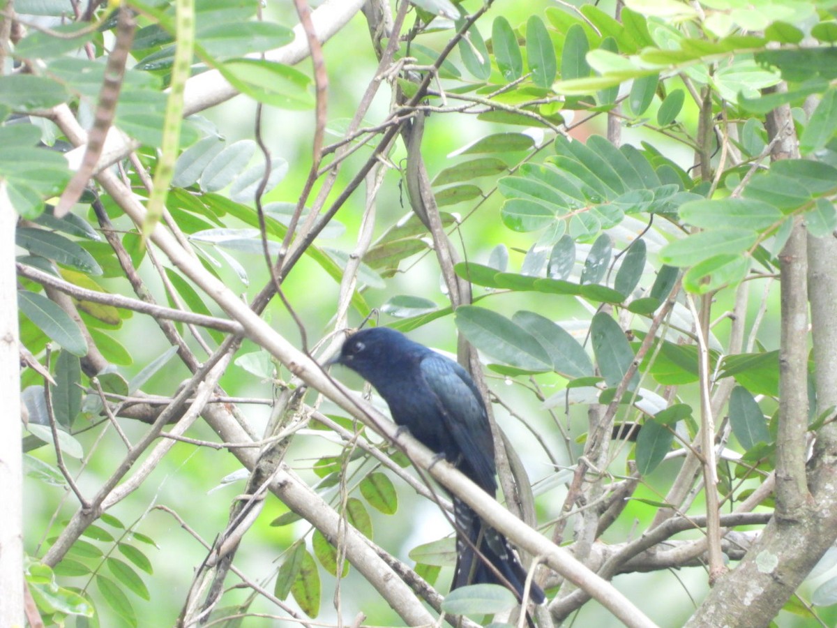 Square-tailed Drongo-Cuckoo - ML644518301