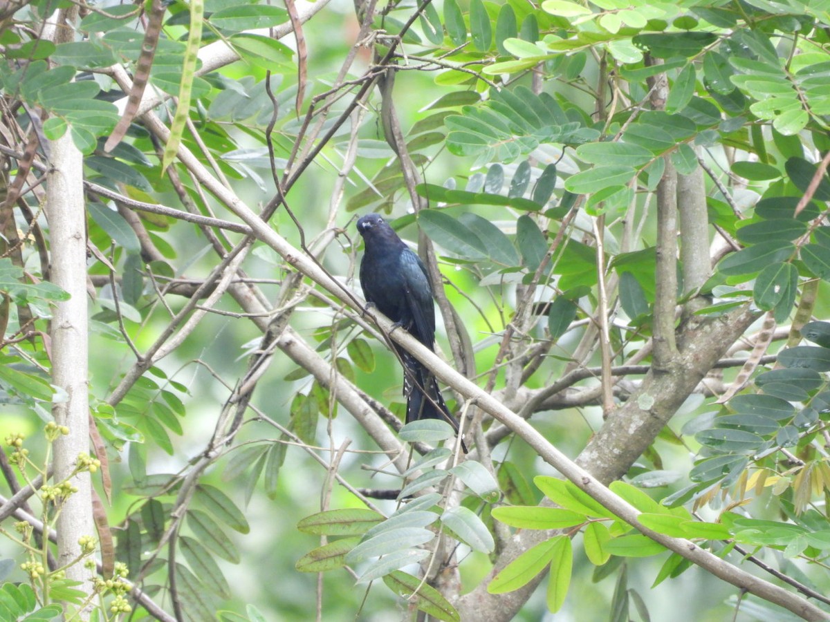 Square-tailed Drongo-Cuckoo - ML644518302