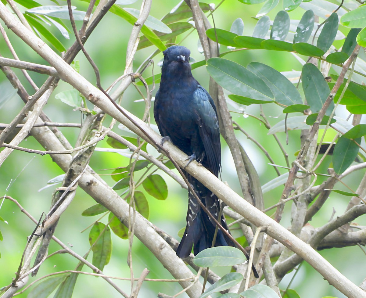 Square-tailed Drongo-Cuckoo - ML644518303