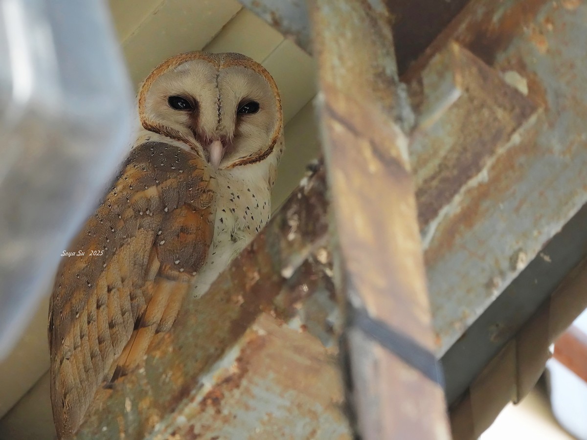 Eastern Barn Owl (Eastern) - ML644518310