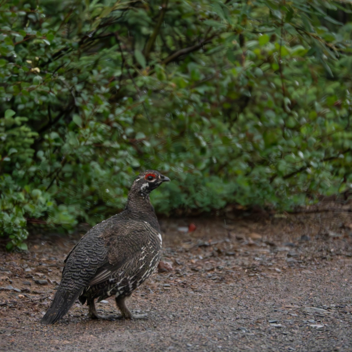 Spruce Grouse - ML644518312