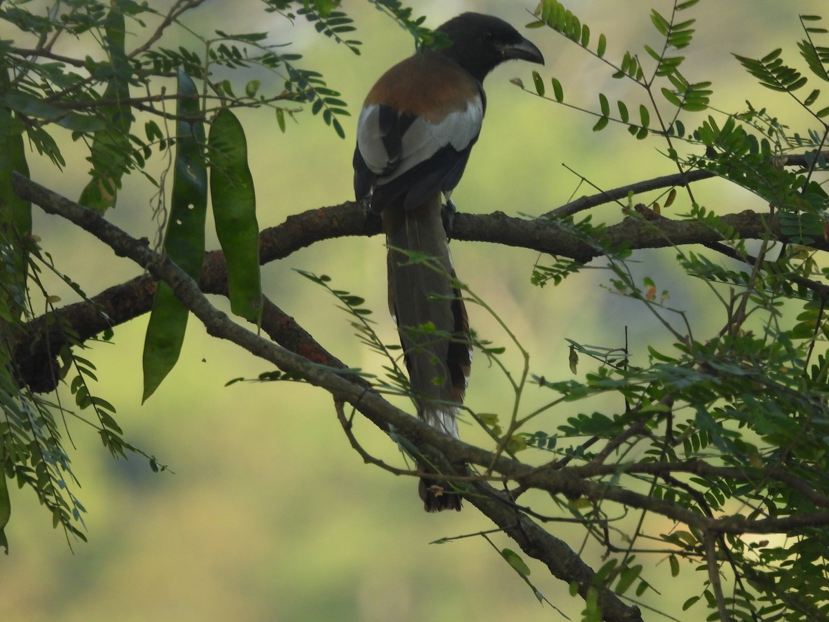 Kızıl Saksağan - ML644518324