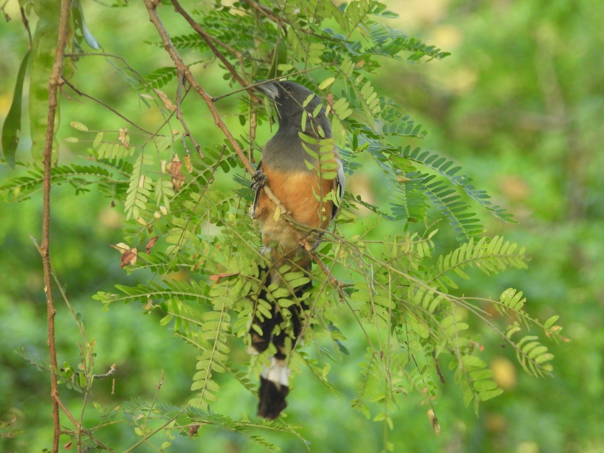 Kızıl Saksağan - ML644518325