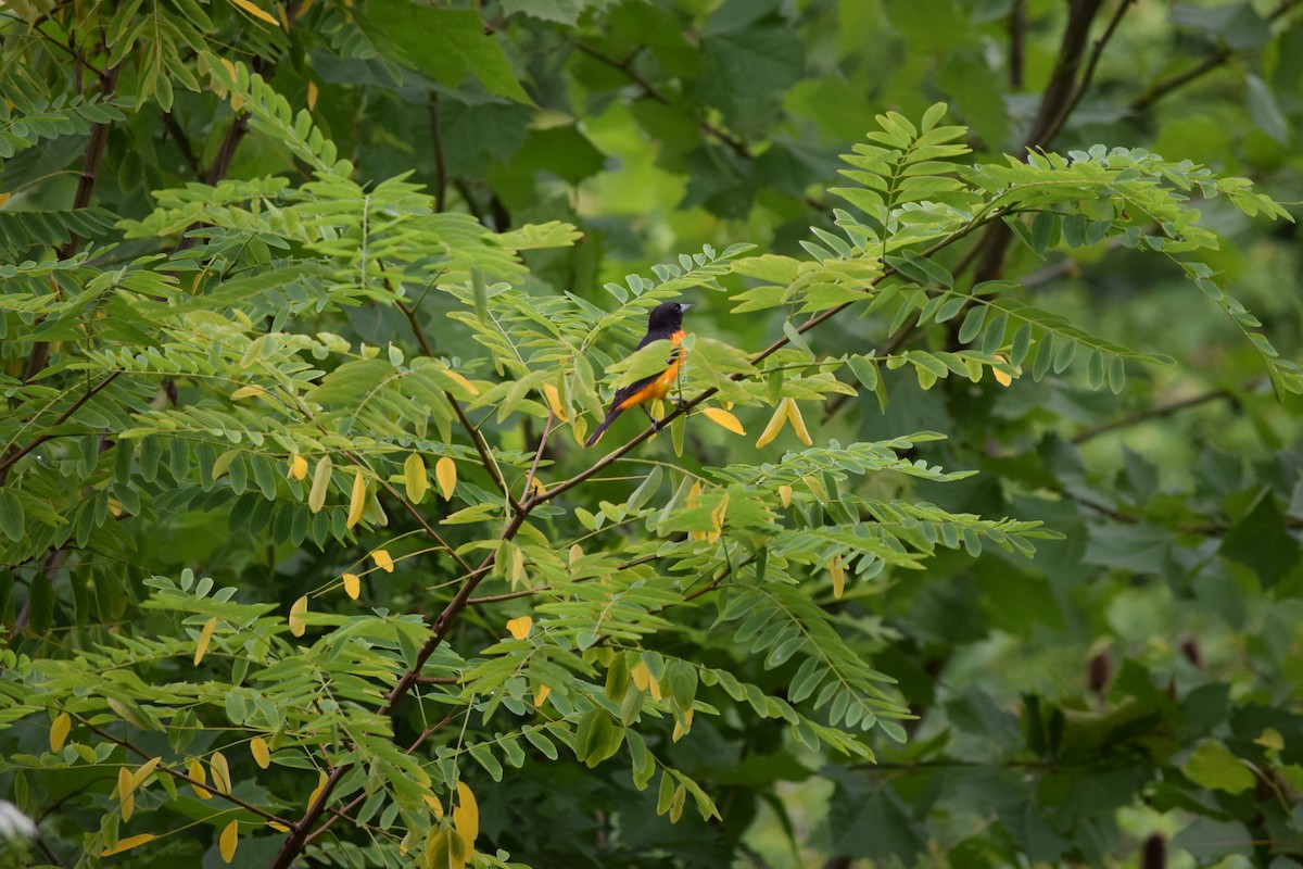 Turpial de Baltimore - ML644518337