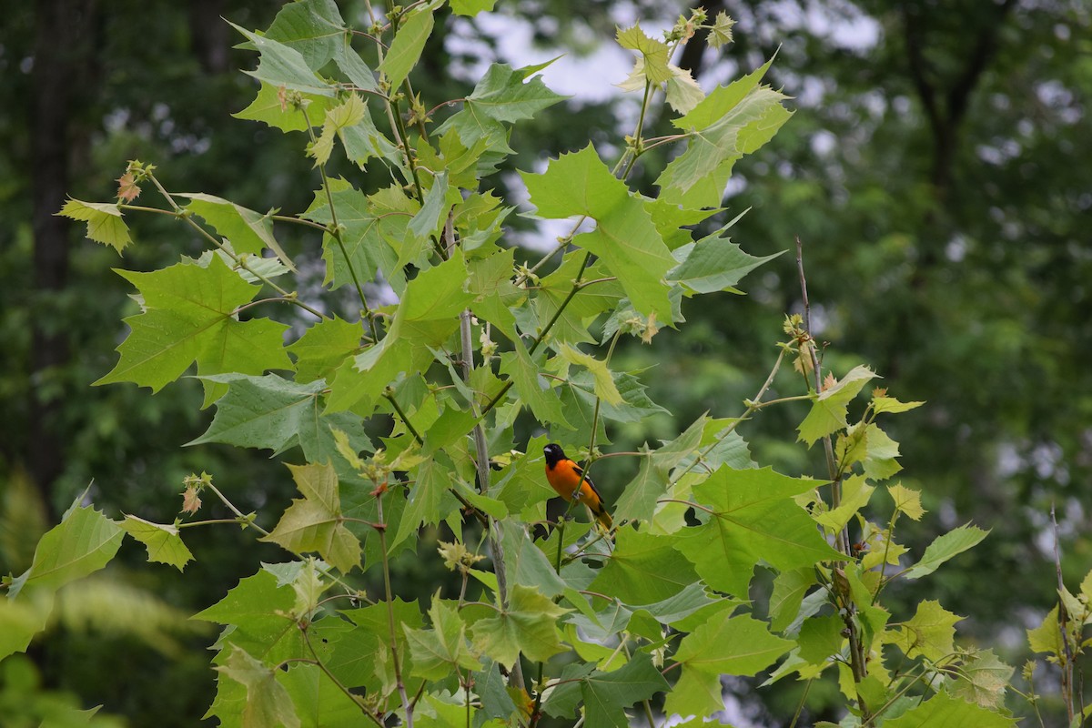 Oriole de Baltimore - ML644518338