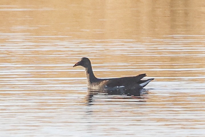 amerikasivhøne - ML644518339