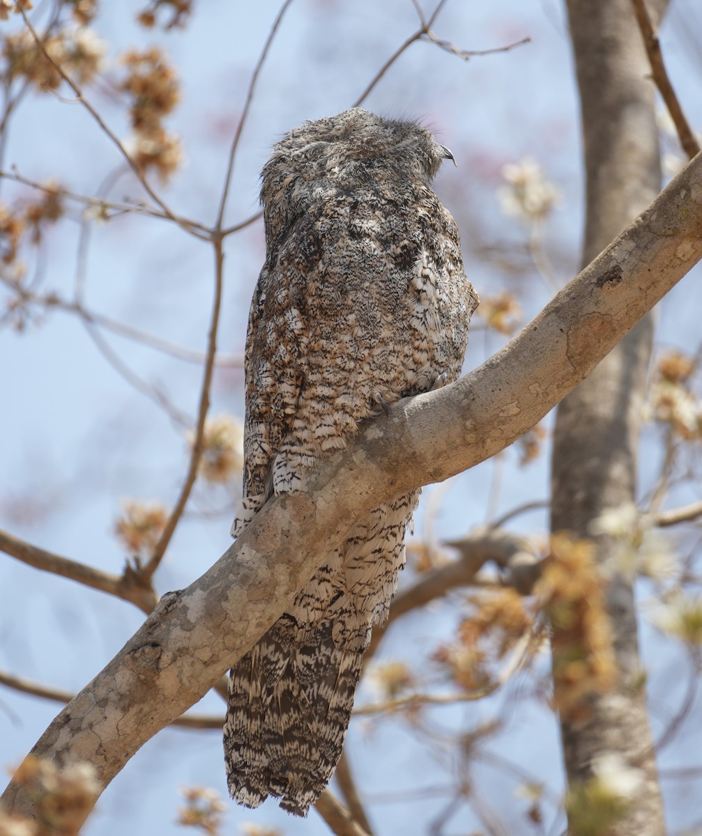 Great Potoo - ML644518347