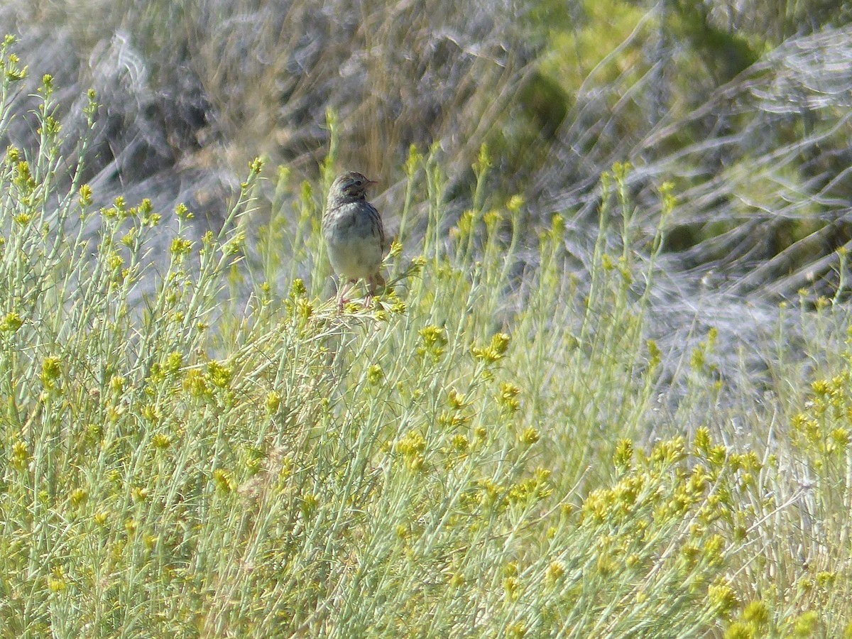 Саванная овсянка - ML644518349