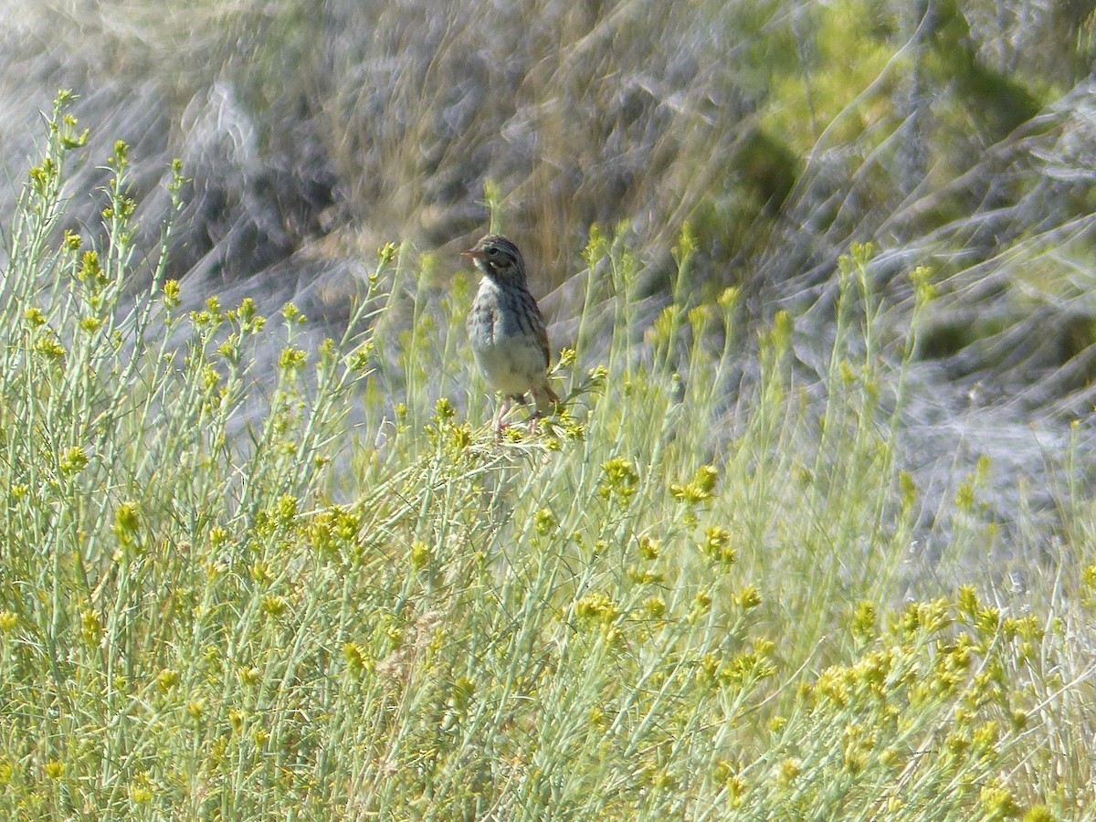 Саванная овсянка - ML644518350