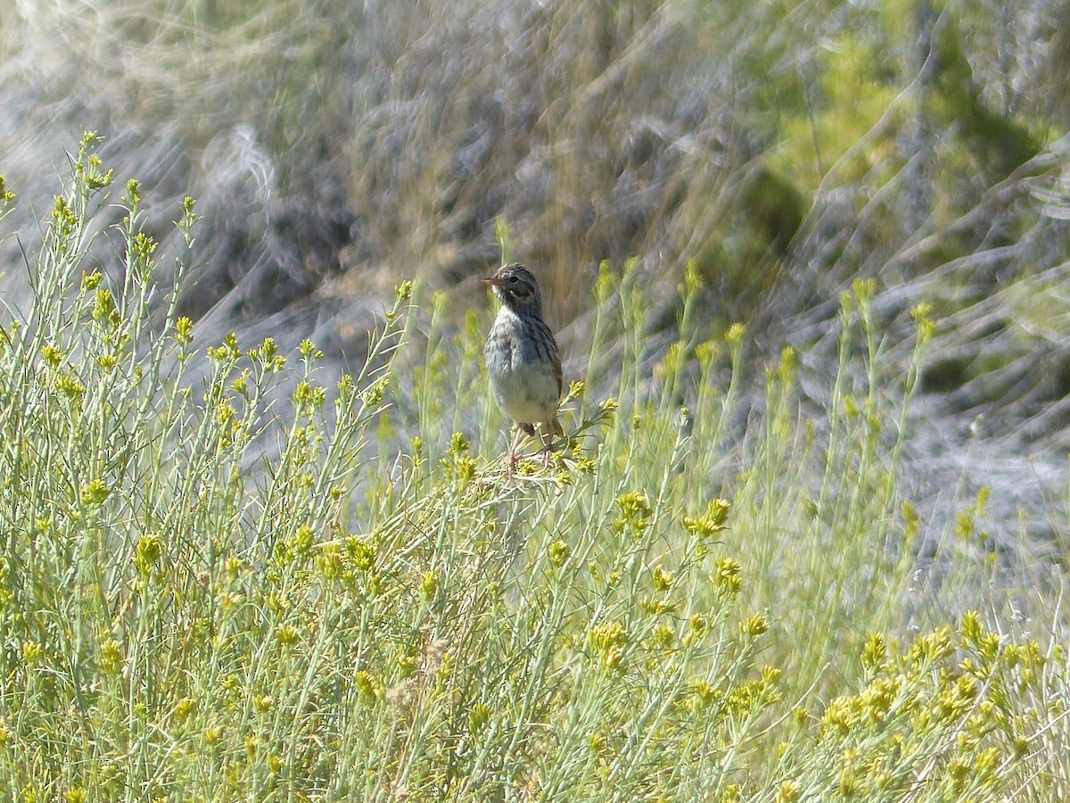 Саванная овсянка - ML644518351