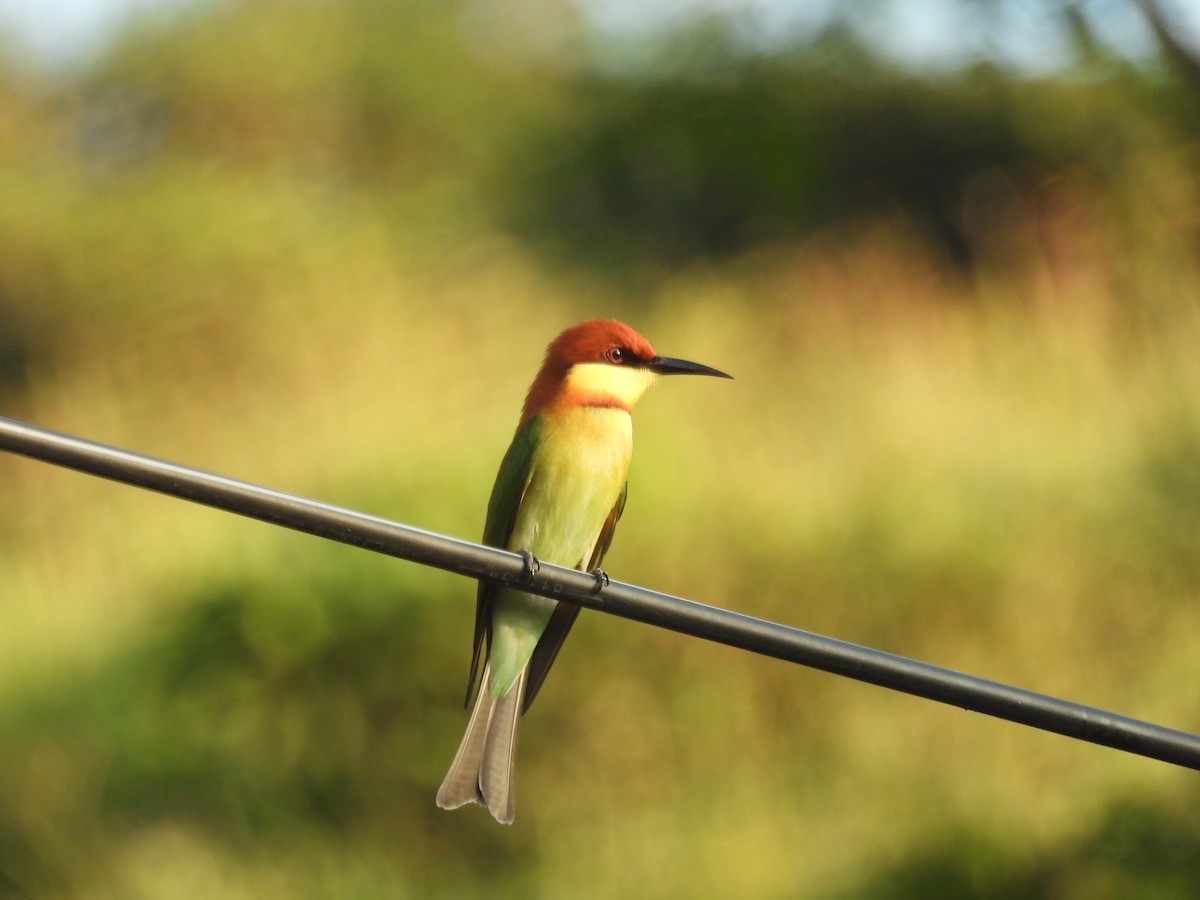 チャガシラハチクイ - ML644518357