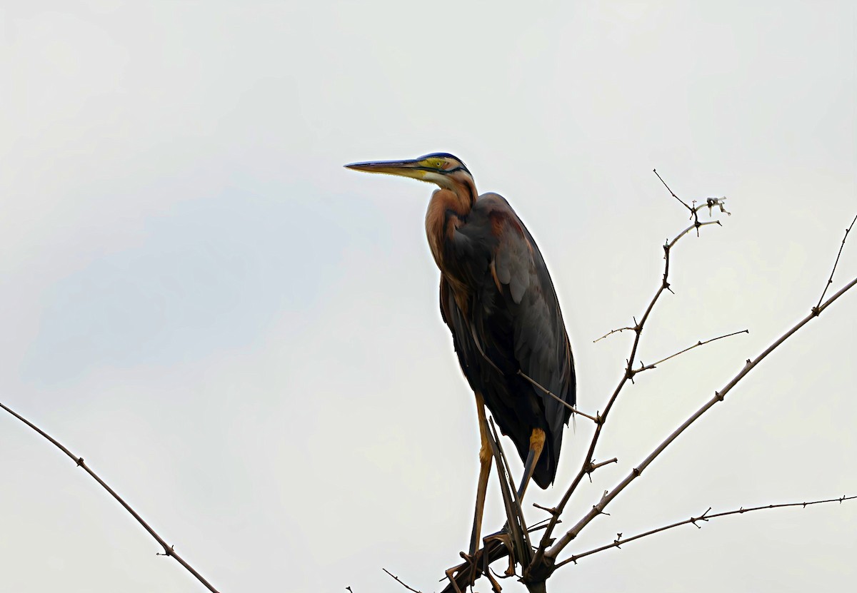 ムラサキサギ - ML644518362