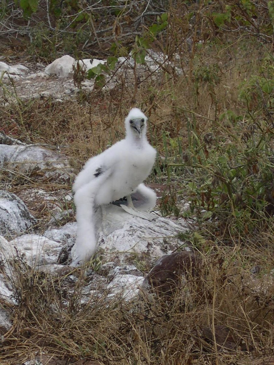 Piquero Camanay - ML644518373