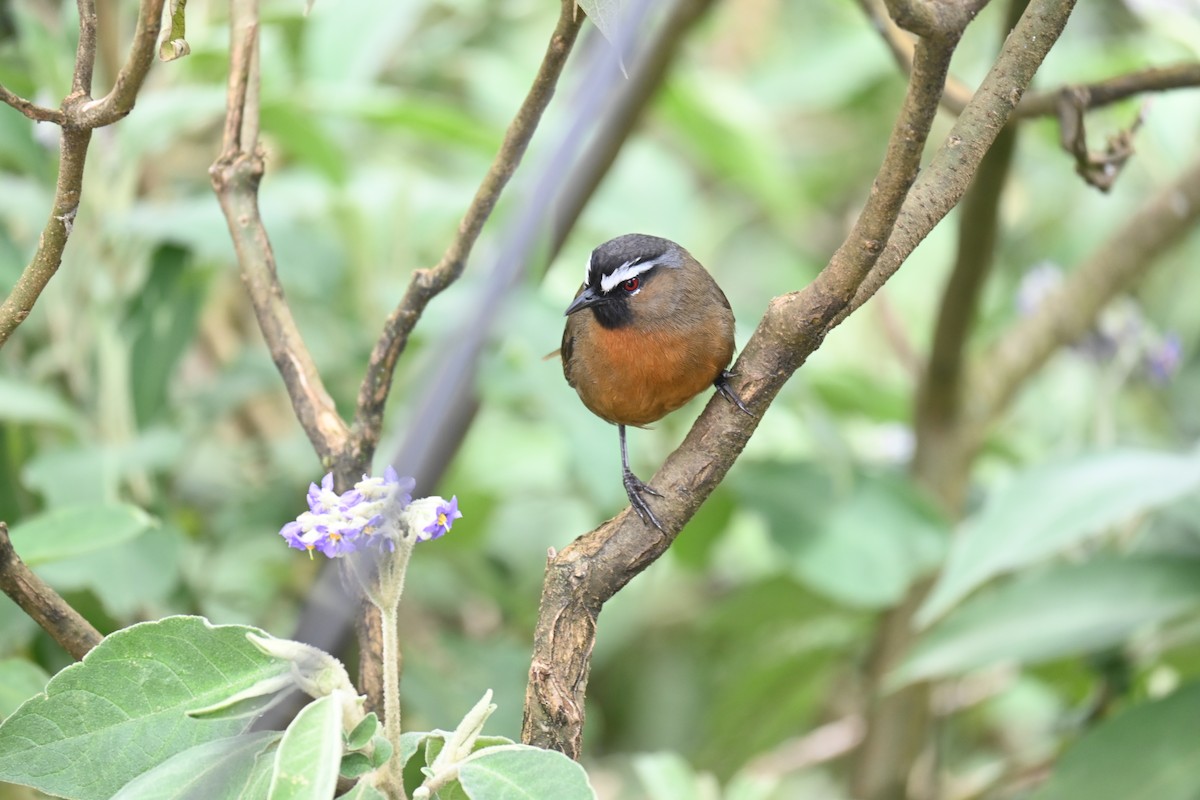 Nilgiri Laughingthrush - ML644518378