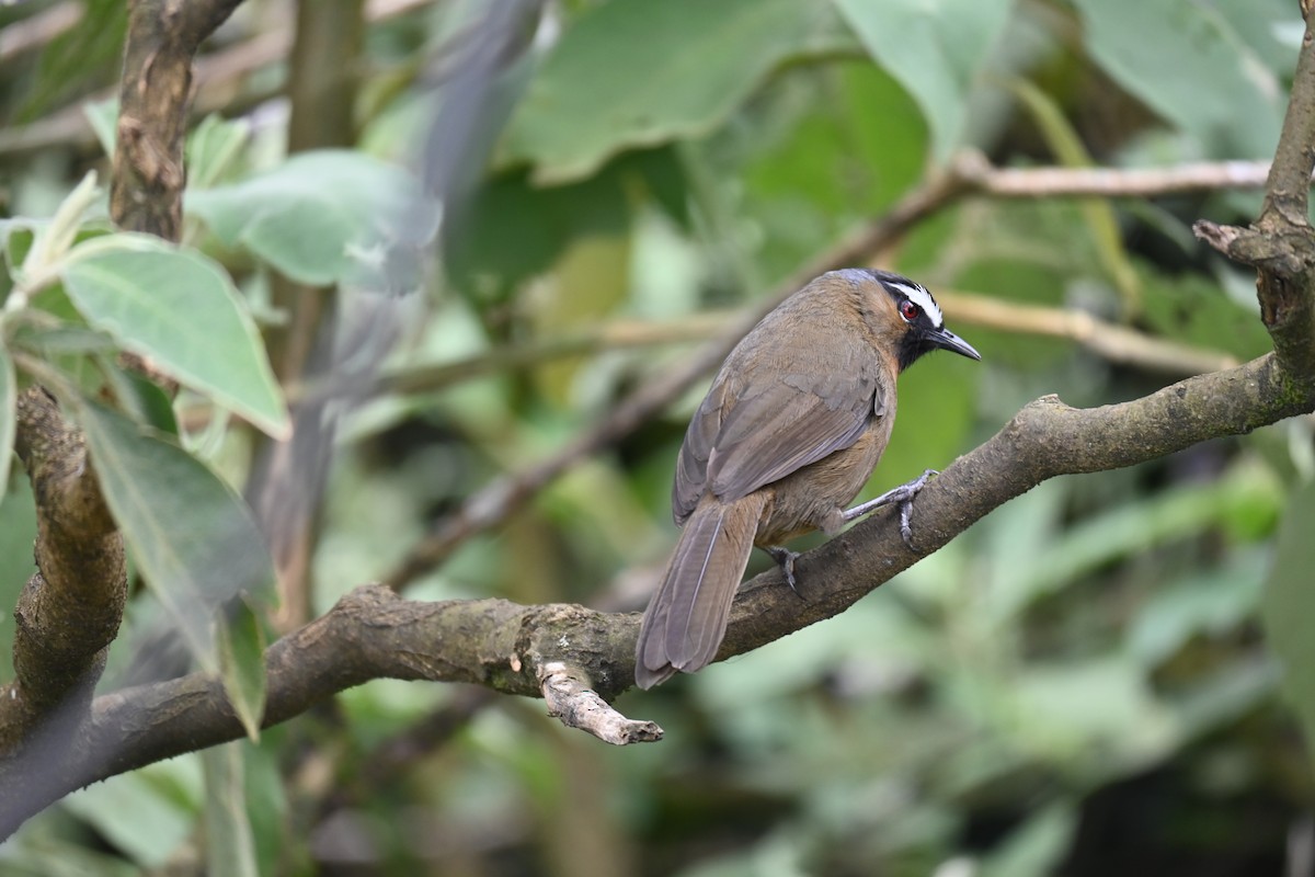 Nilgiri Laughingthrush - ML644518379