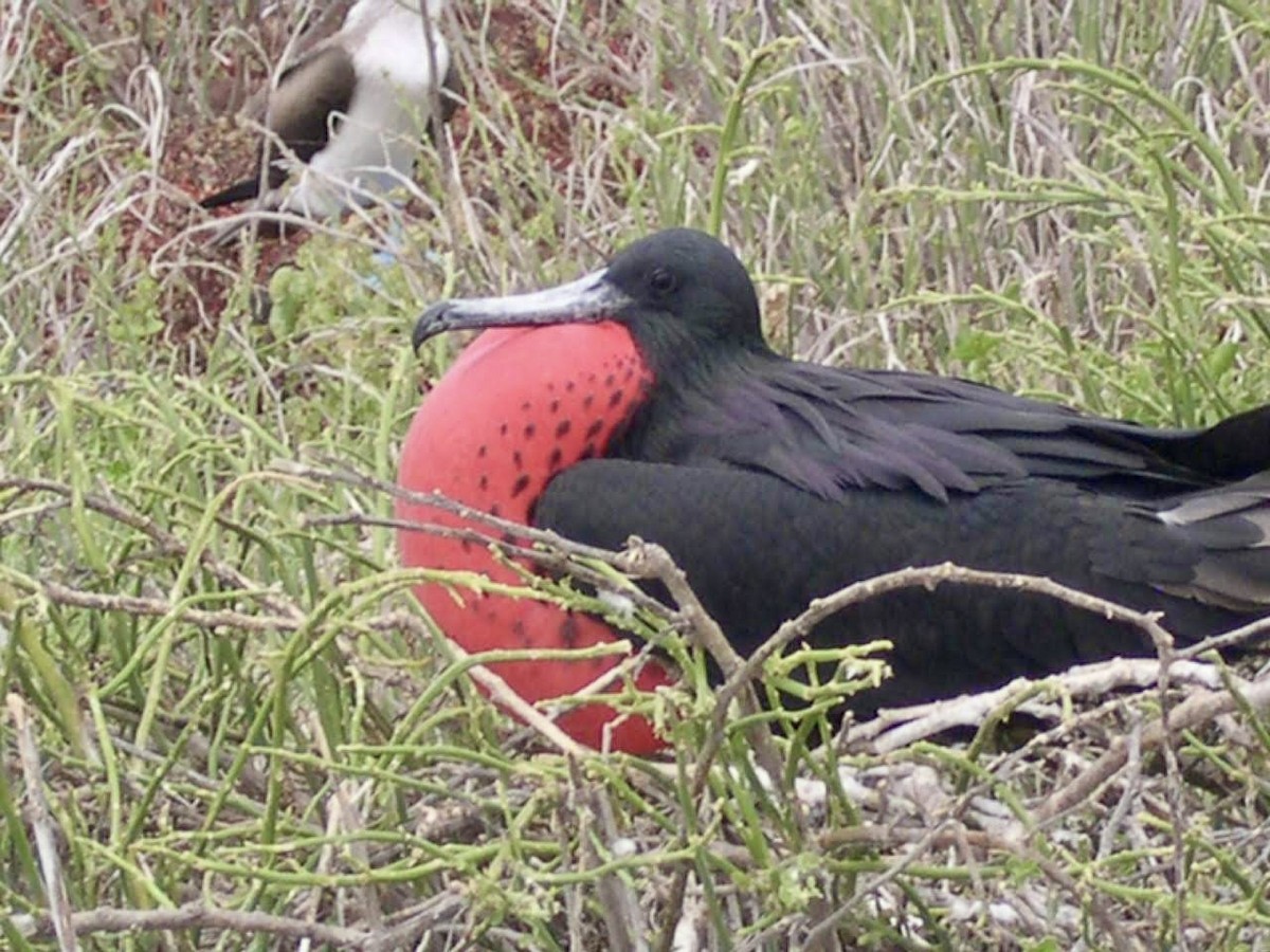 Magnificent Frigatebird - ML644518380