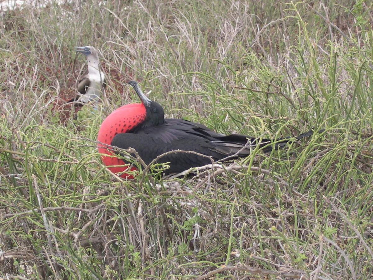 Magnificent Frigatebird - ML644518382
