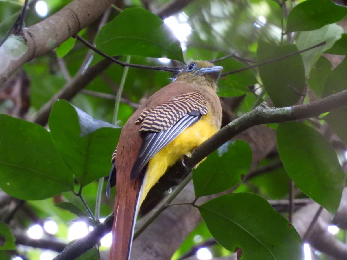 ヤマキヌバネドリ - ML644518384