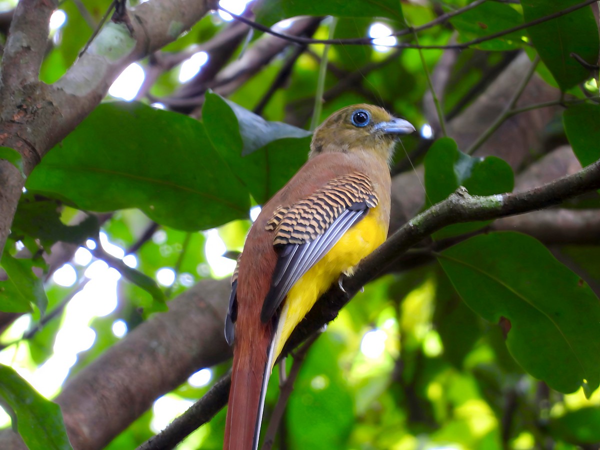 ヤマキヌバネドリ - ML644518385