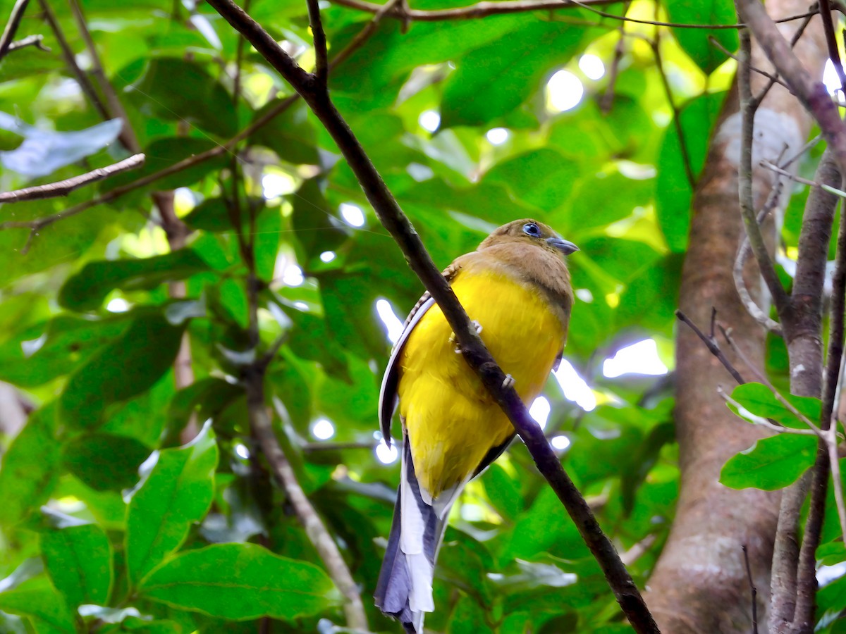 ヤマキヌバネドリ - ML644518386