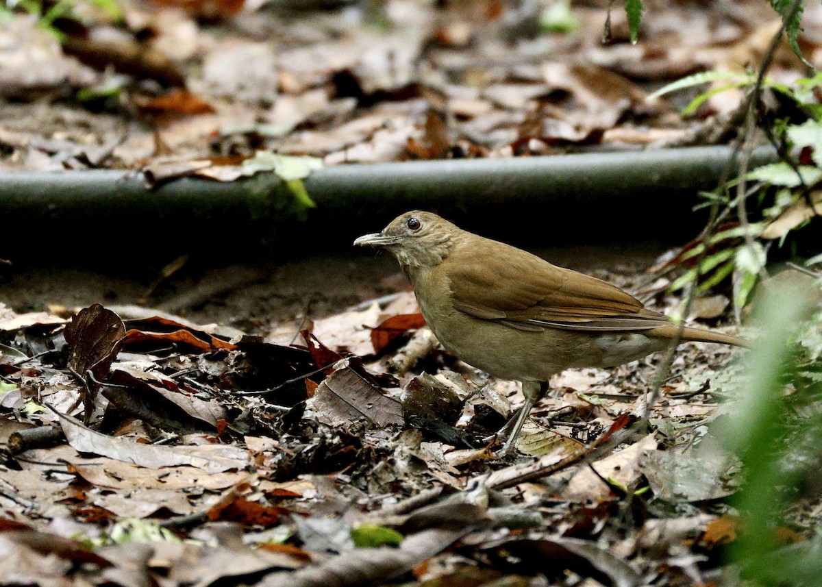 røyktrost - ML644518387