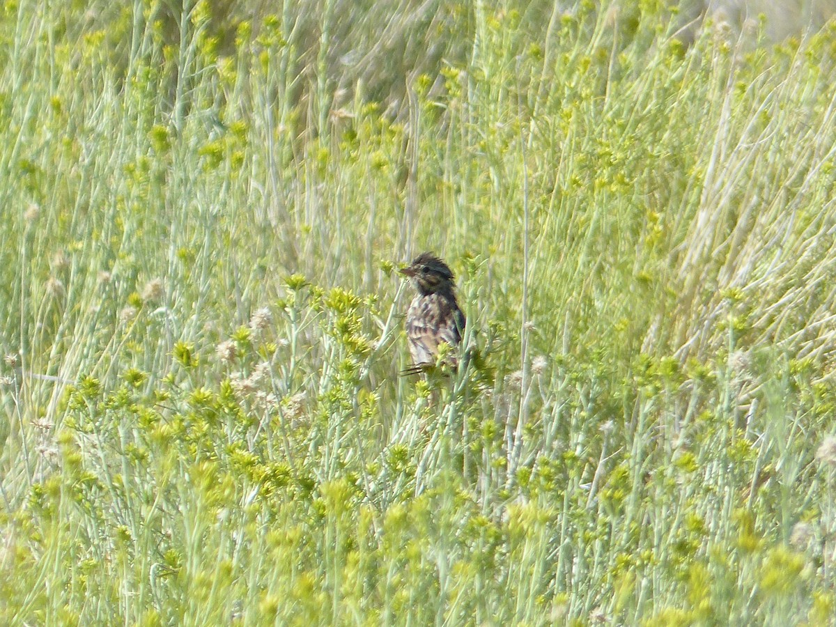 Саванная овсянка - ML644518388