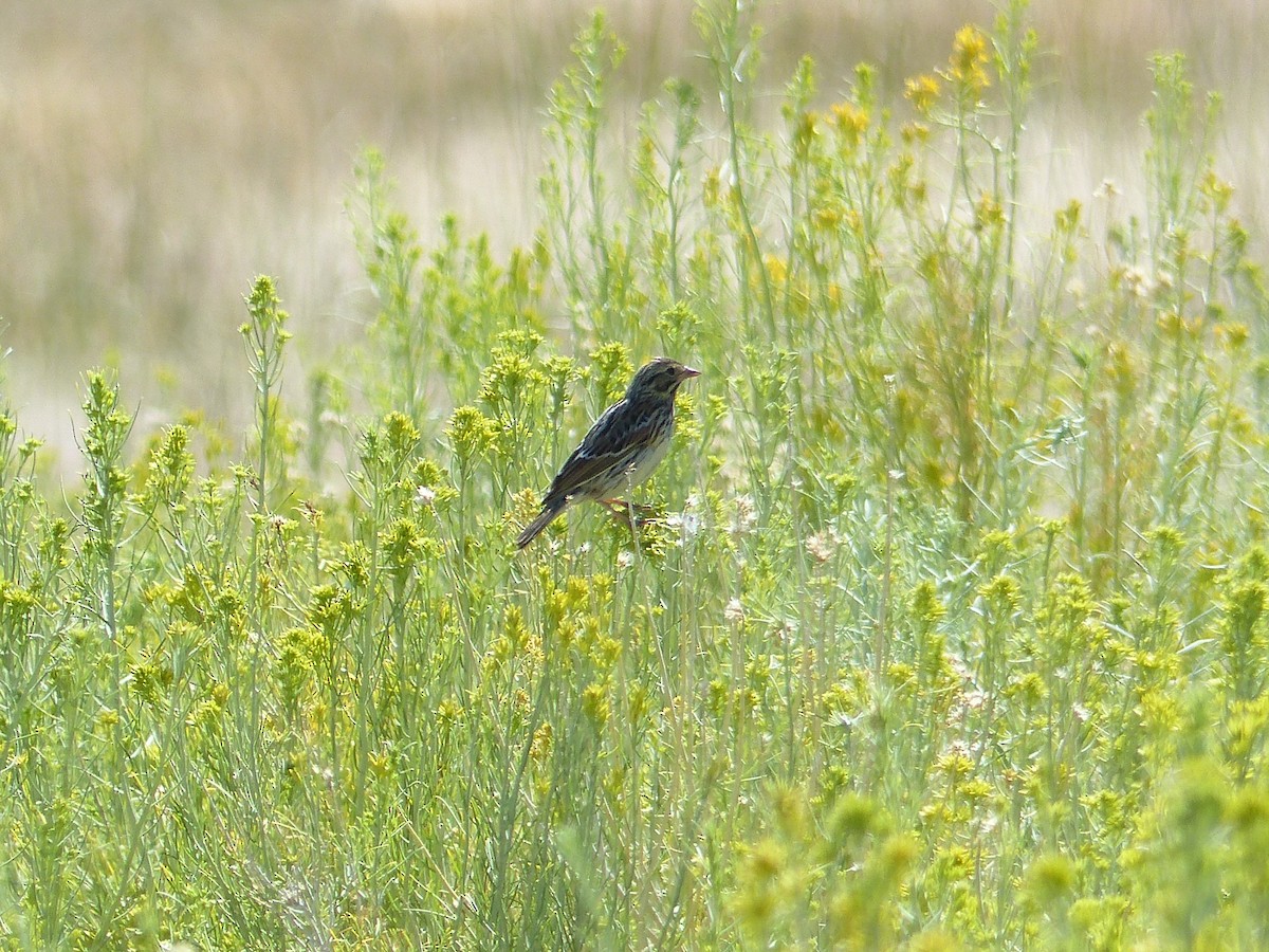 Саванная овсянка - ML644518389