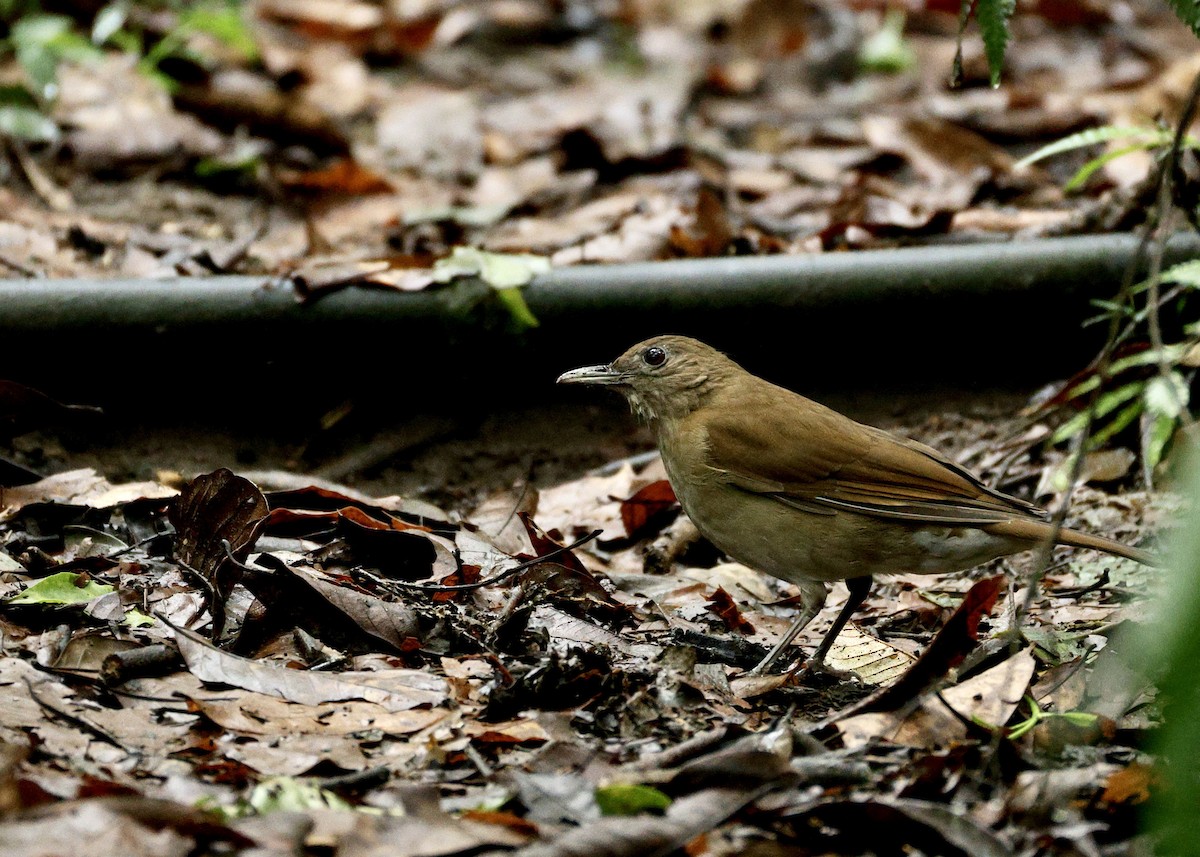 røyktrost - ML644518394