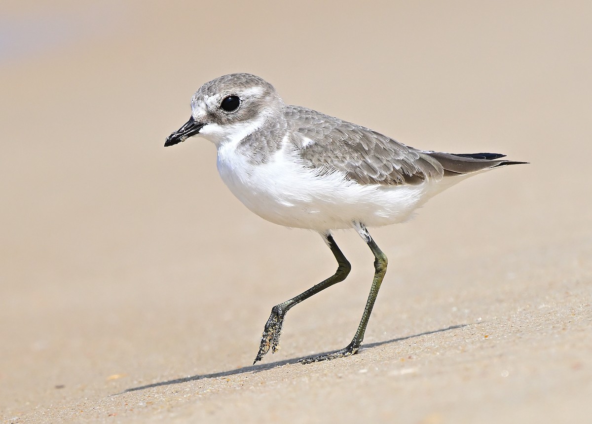 Tibetan Sand-Plover - ML644518397