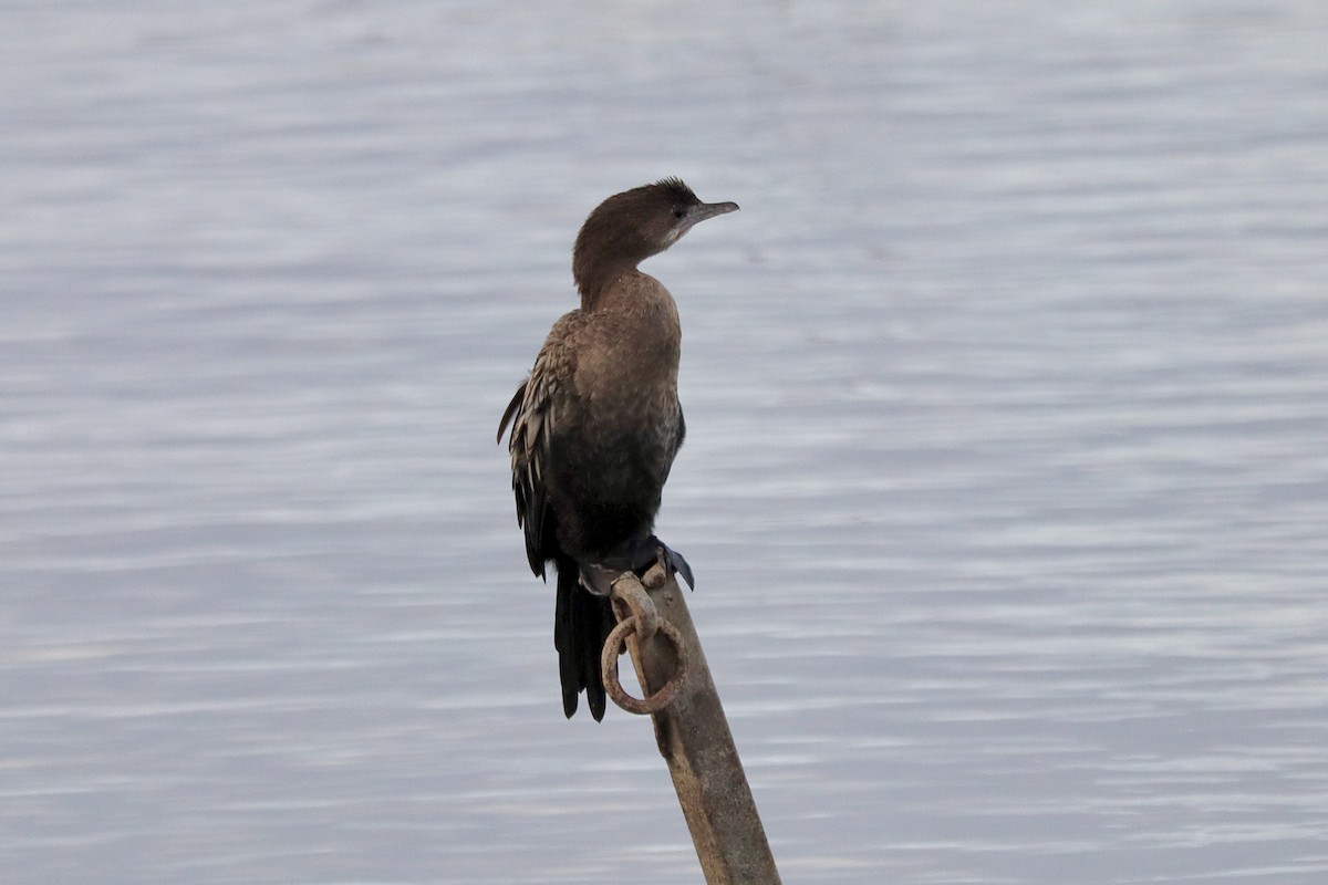 Ubarroi txikia - ML644518398