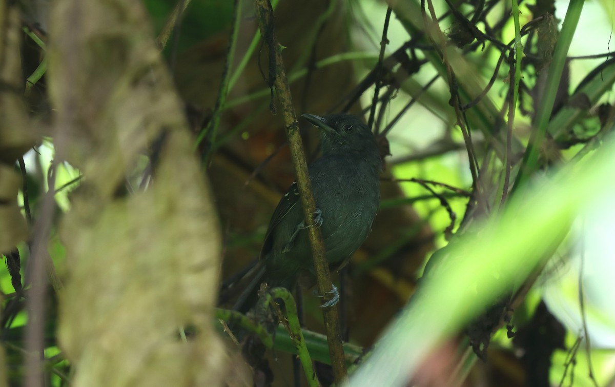 Hormiguero Tirano - ML644518403