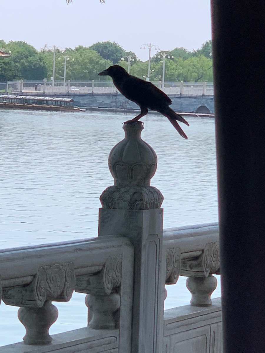 Cuervo Picudo - ML644518405