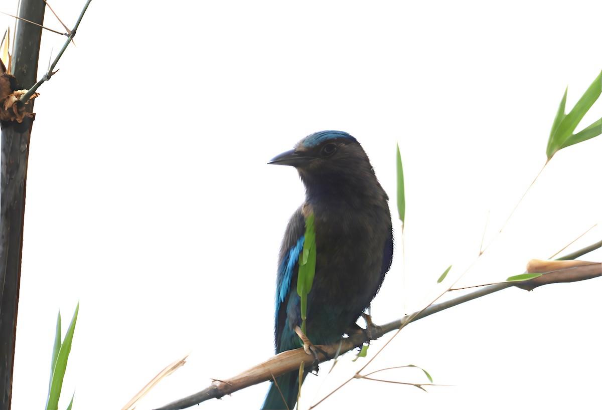 Сиворакша індокитайська - ML644518406