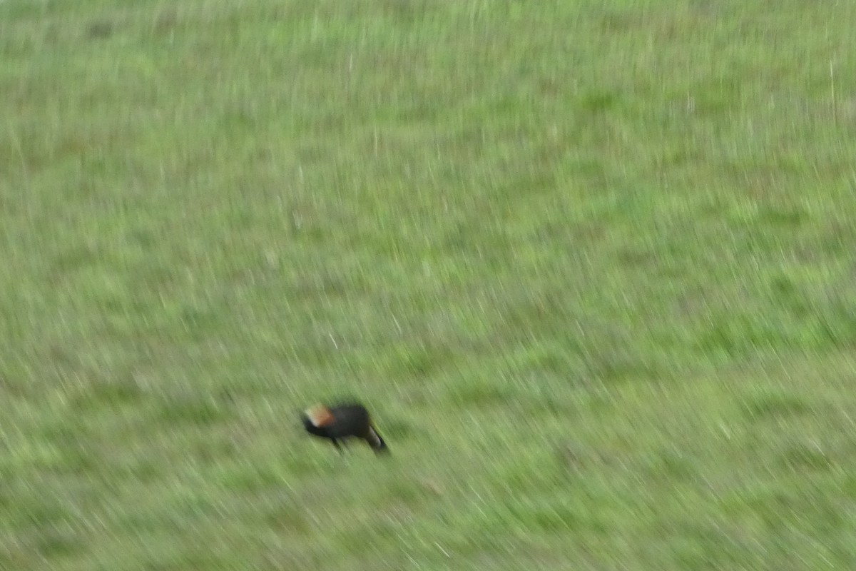 Галагаз австралійський - ML644518409