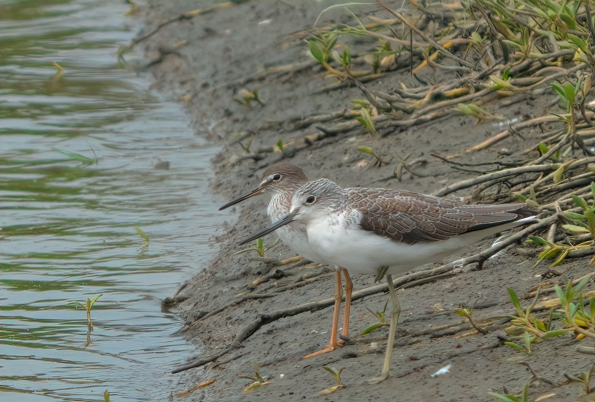 Үхэр хөгчүү - ML644518412