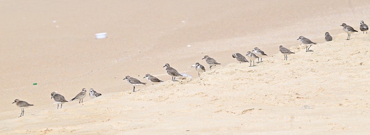 Tibetan Sand-Plover - ML644518420