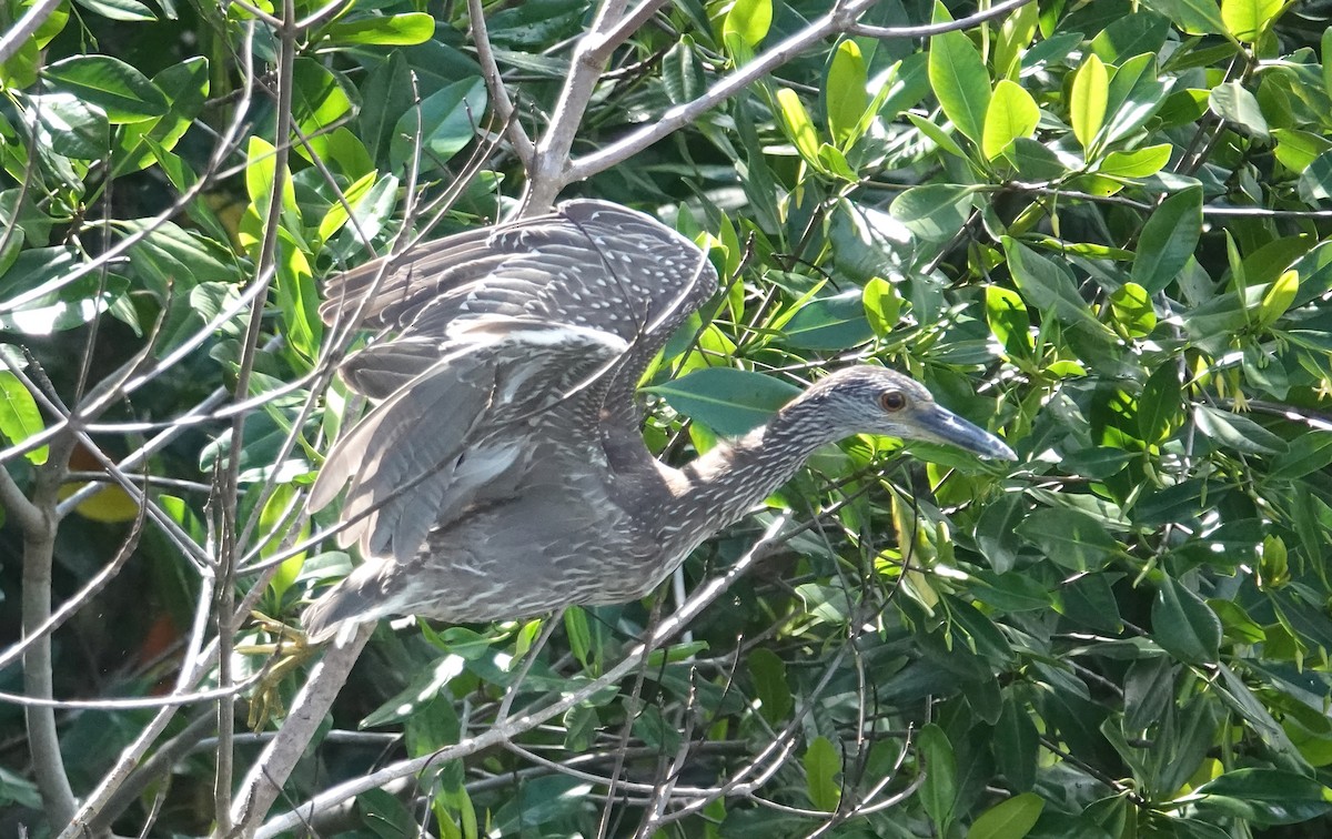 Yellow-crowned Night Heron - ML644518421