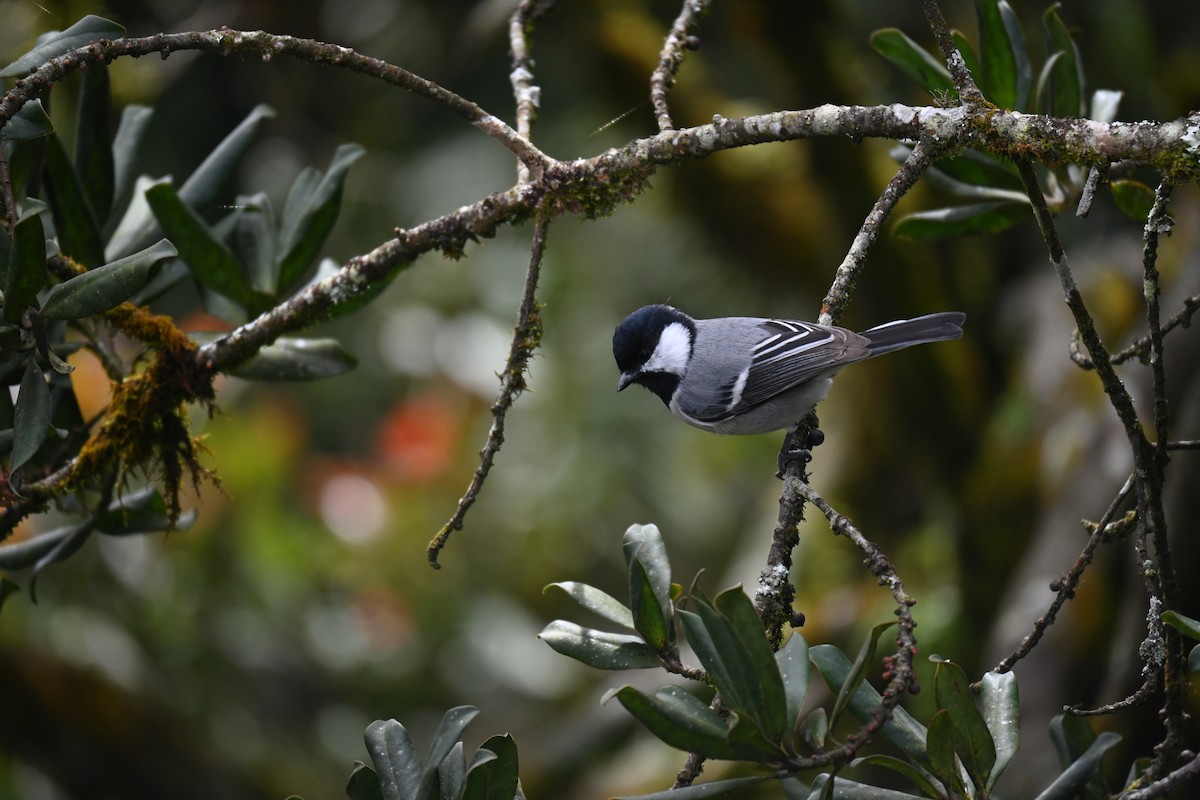 Asian Tit - ML644518423