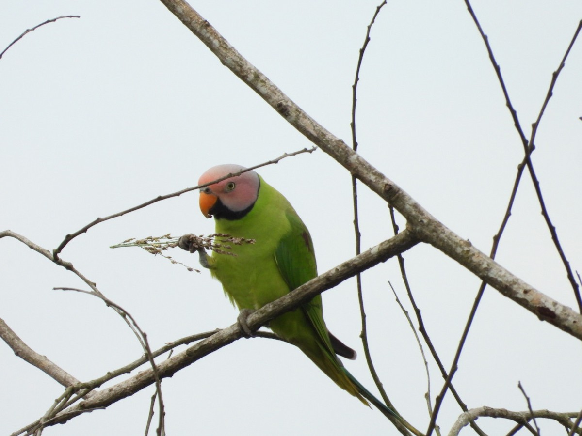 Blossom-headed Parakeet - ML644518428