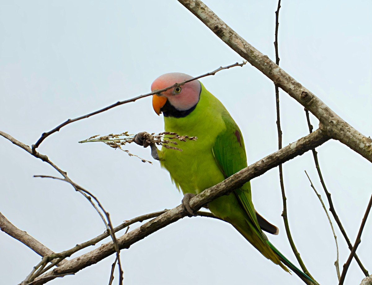 Blossom-headed Parakeet - ML644518429