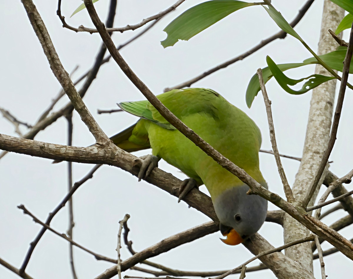 Blossom-headed Parakeet - ML644518430