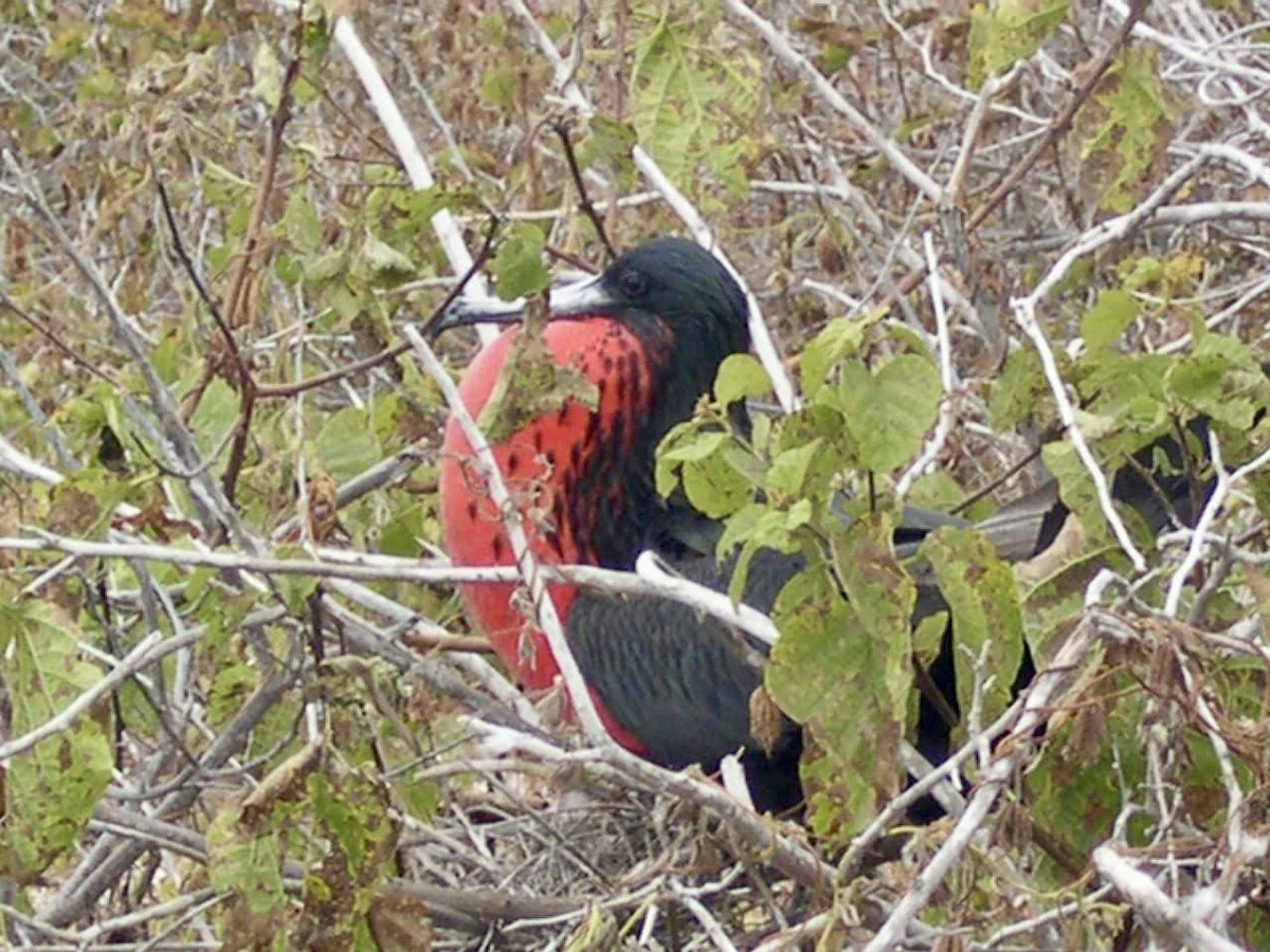 Rabihorcado Grande - ML644518432