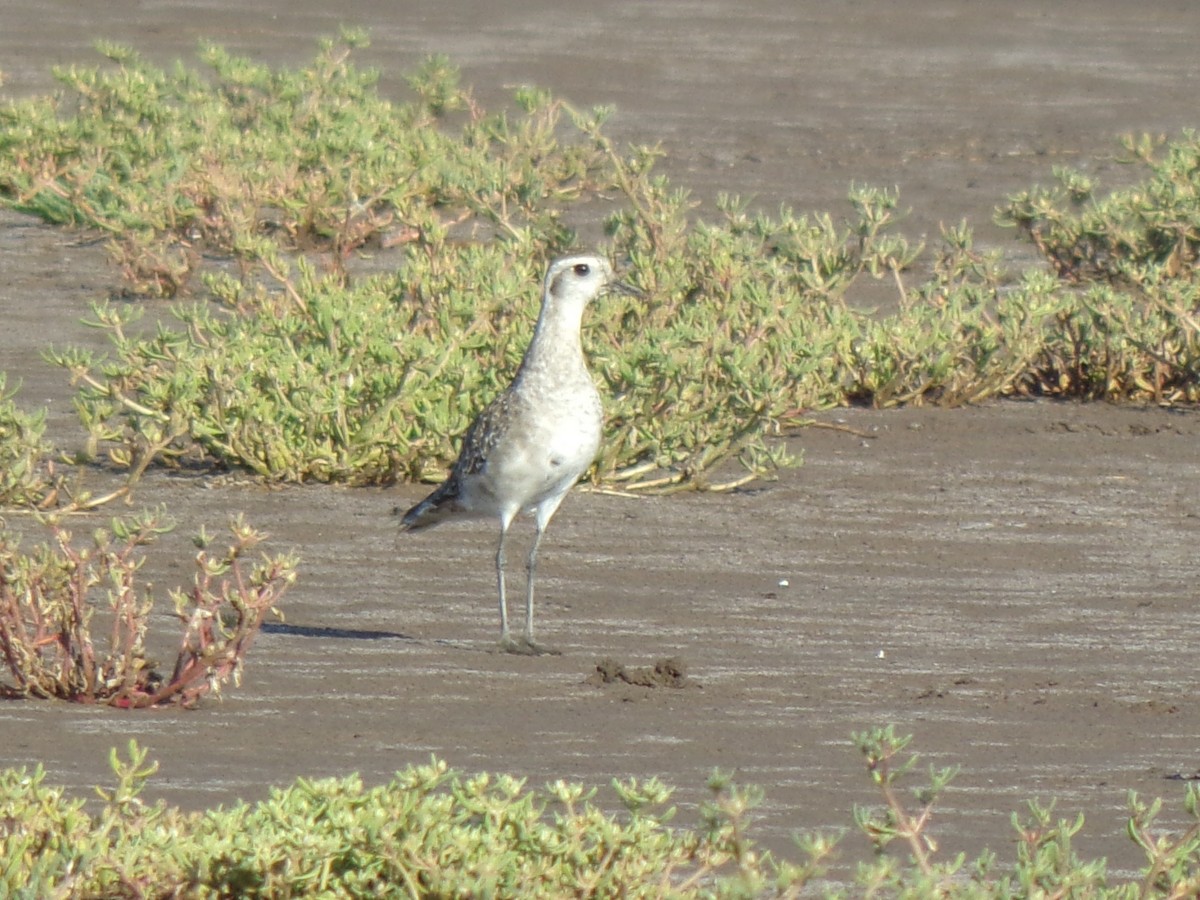 Piviere americano - ML644518433