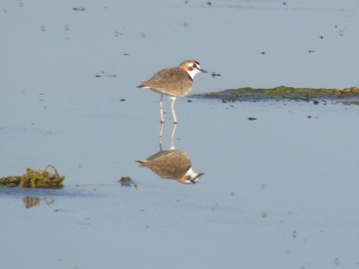 Collared Plover - ML644518444