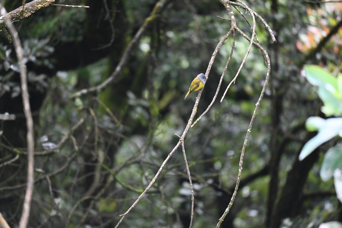 Gray-headed Canary-Flycatcher - ML644518450