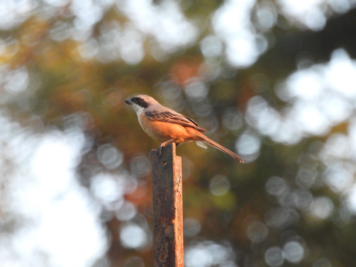 Gray-backed Shrike - ML644518457