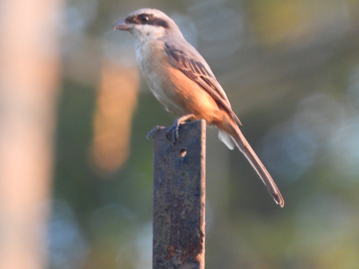Gray-backed Shrike - ML644518458